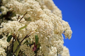 Photinia blooming in spring in the Park