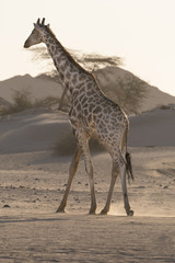 Giraffe im Abendlicht Namibias