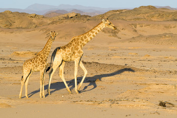 Giraffenmutter mit Jungtier in der Wüste Namibias