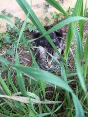 frog in the grass