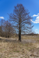 early spring alder without leaves in a field among last year's decayed grass