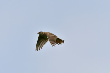 Feldlerche im Flug