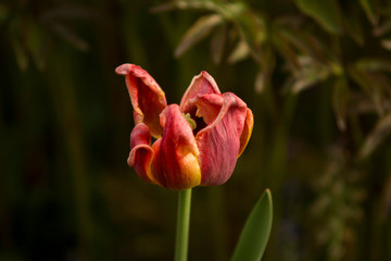 red and yellow tulip