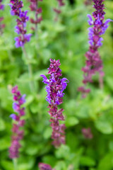 Sage (Salvia) plant blooming in a garden