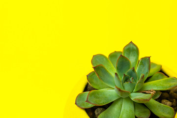 Echiveria in a yellow pot on Yellow background