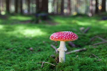 Fliegenpilz
