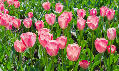 multicolored tulips on flowerbed