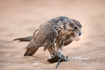 Saker falcon eating bits of meat attached to the lure that he has caught.