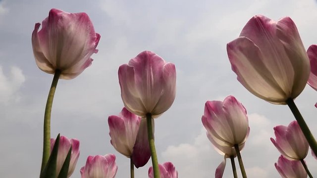 Pink tulips swaying in the spring breeze