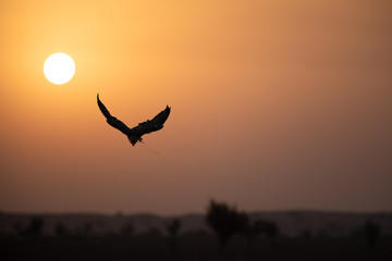 Fototapeta na wymiar Saker falcon flying in front of the rising sun.