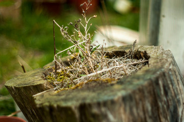 Spring grass on a piece of wood nature in April