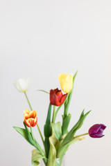 Beautiful multicolored tulips in a vase on white background