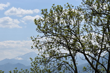 Naturfoto
