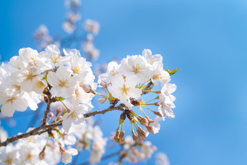 桜の写真。春のイメージ。新学期・入学・卒業のイメージ。