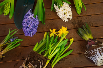 Rośliny kwitnące na blacie drewnianym © mlaine