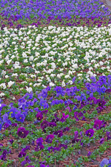 Obraz premium Closeup of colorful pansy flower