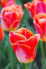 big Red tulips
