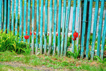 Red tulips on a background of an old fence