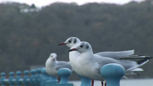 Seagull close up in the UK 