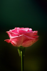 Pink rose against dark background © Karin