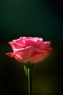Pink rose against dark background
