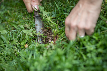 L&ouml;wenzahn- taraxacum officinale, 