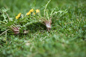 Löwenzahn- taraxacum officinale, 