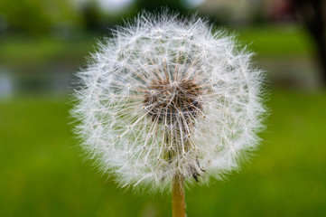 Fototapeta premium dandelion on green background