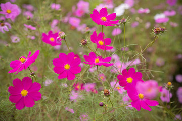 濃い紫色でピコティのコスモスの花々