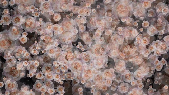Peach Roses Aster Flowers Seamless Loop Flowery Motion Background