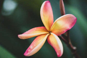 Flor de Jazmín Magno