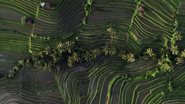 Aerial view of the Jatiluwih terraces ricefield at sunrise. Bali, Indonesia. Unesco world heritage.