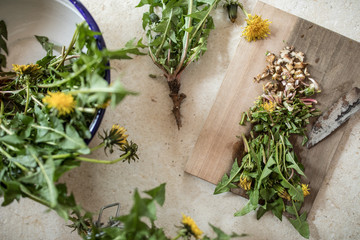 Löwenzahn- taraxacum officinale, 