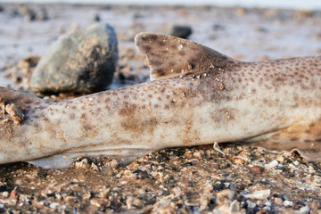 The spiny dogfish, spurdog, mud shark, or piked dogfish is one of the best known species of the Squalidae family of sharks, which is part of the Squaliformes order. Washed up  shark on the beach