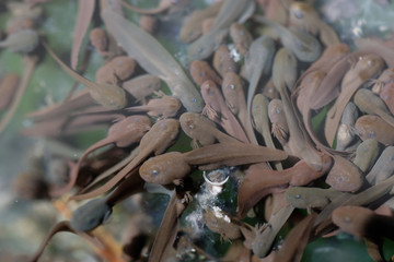 Viele Kaulquappen direkt unter der Wasseroberfläche