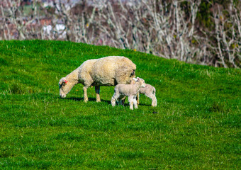 Fototapeta premium Sheep grazing in a field. Auckland, New Zealand
