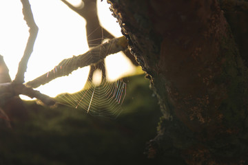 Spinnennetz im Sonnenuntergang