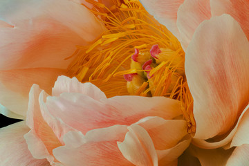 Obrazy na Szkle  pomarańczowy różowy biały żółty piwonia kwiat serce sztuka martwa natura makro, delikatna filigranowa tekstura, styl malowania w stylu vintagevin