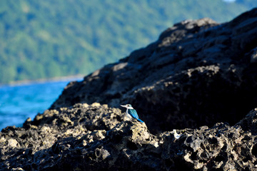 Kingfisher on the beach