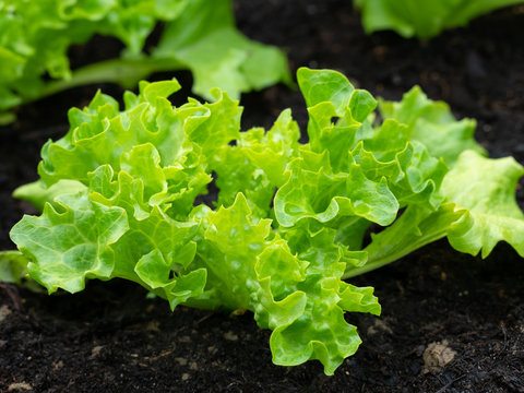 Salat Lollo Bionda - butterzarte Bl&auml;tter