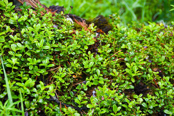 dense thickets of bushes, green leaves of plants and grass as background