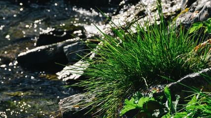 river bank with green grass, sea surf, ocean waves hitting the rocks