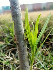 aloe vera plant