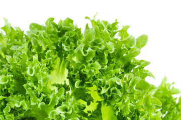 Closeup of green lettuce leaves on white background