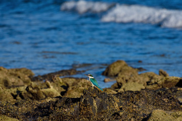 blue bird on the beach