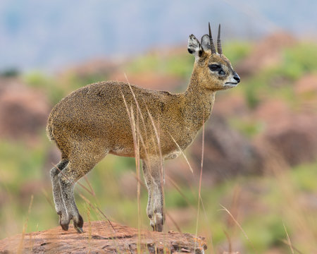 One klipspringer ram standing on a rock with a multi-coloured background in Marakele National Park, South Africa