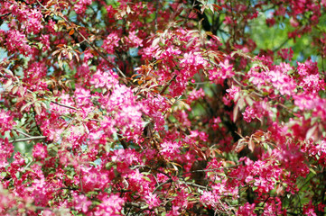 Spring. The apple tree of paradise blossoms with pink flowers.