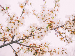Apricot tree flowers with soft focus. Spring white flowers on a tree branch. Apricot tree in bloom. Spring, seasons, white flowers of apricot tree close-up.