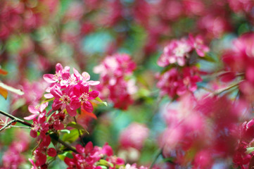 Spring. The apple tree of paradise blossoms with pink flowers.