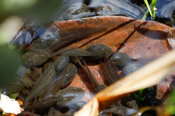 Kaulquappen auf braunem Blatt unter Wasser in der Sonne